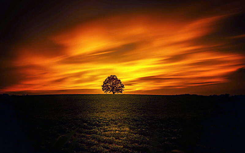 Solitary Tree at Sunset — Orange, Dramatic, Photograph, Field, Sky