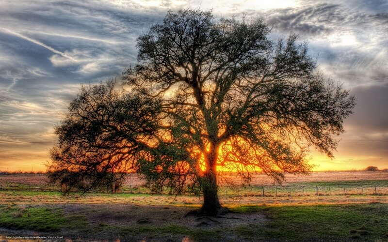 Solitary Tree at Sunset — Orange, Dramatic, Photograph, Field