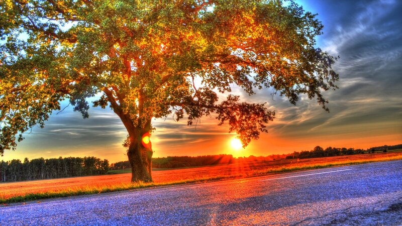 Solitary Tree at Sunset — Orange, Dramatic, Photograph, Road