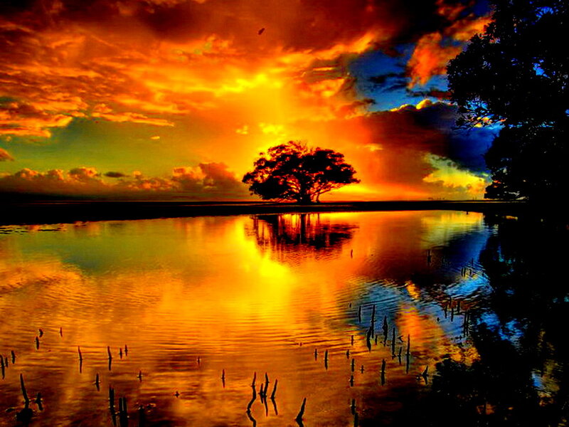 Solitary Tree at Sunset — Orange, Dramatic, Photograph, Sky