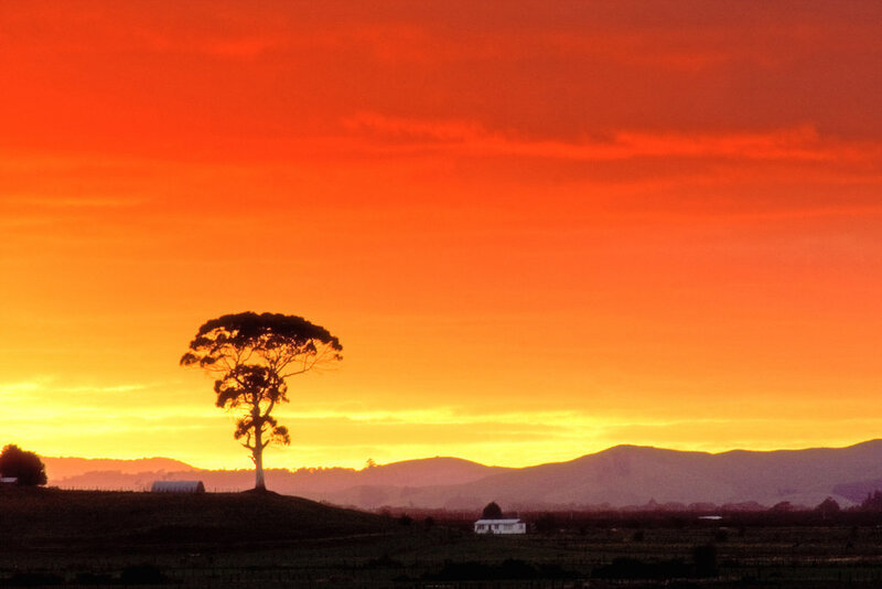 Solitary Tree at Sunset — Orange, Dramatic, Photograph