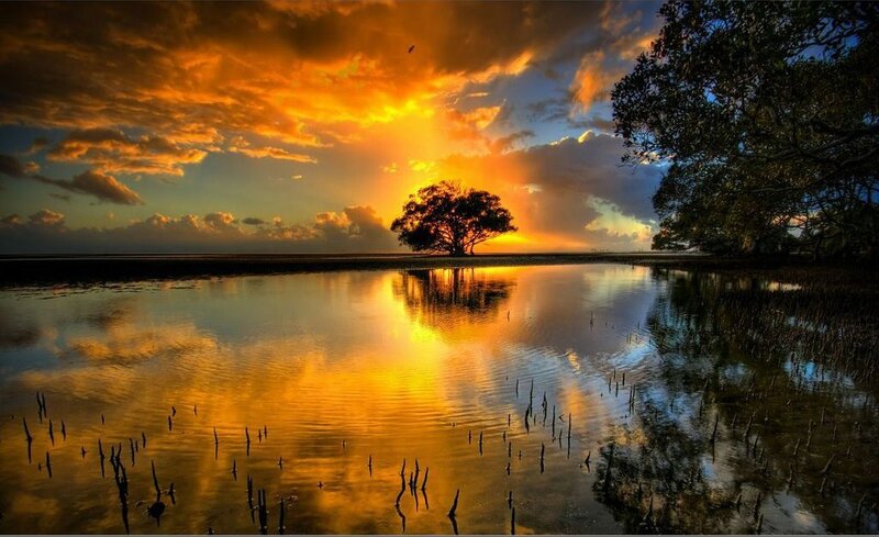 Solitary Tree at Sunset — Orange, Dramatic