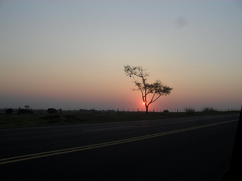 Solitary Tree at Sunset — Orange, Serene, Photograph, Road, Fence