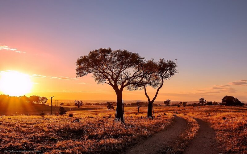 Solitary Tree at Sunset — Orange, Serene, Photograph, Sun, Path
