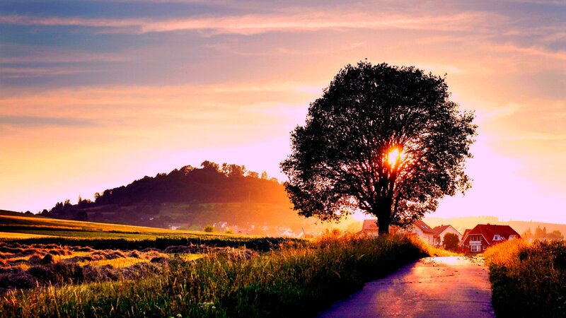 Solitary Tree at Sunset — Orange, Serene, Photograph