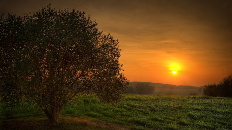 Solitary Tree at Sunset — Orange, Serene
