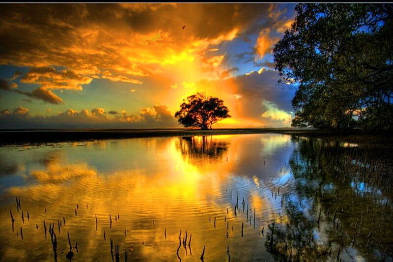 Solitary Tree at Sunset — Orange