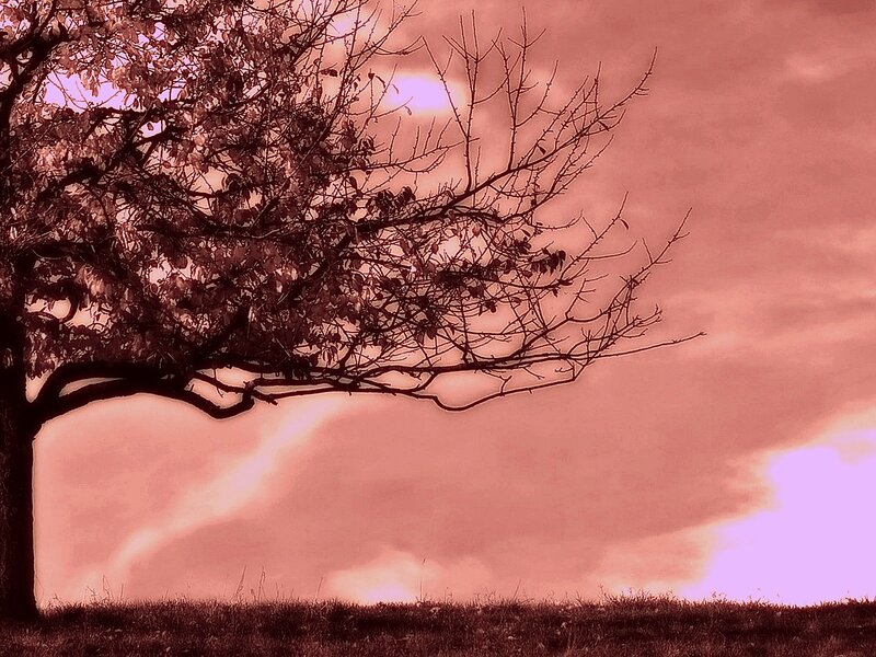 Solitary Tree at Sunset — Pink