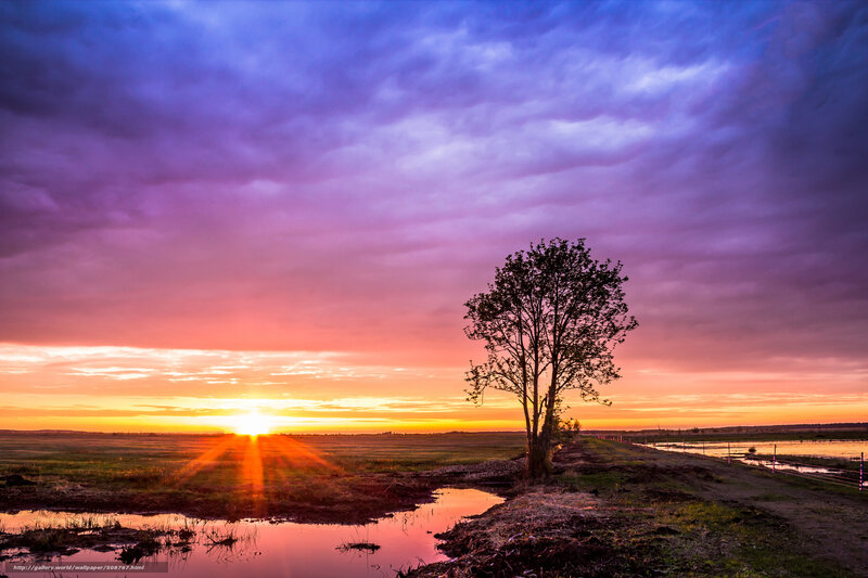 Solitary Tree at Sunset — Purple, Dramatic, Photograph, Sky, Field