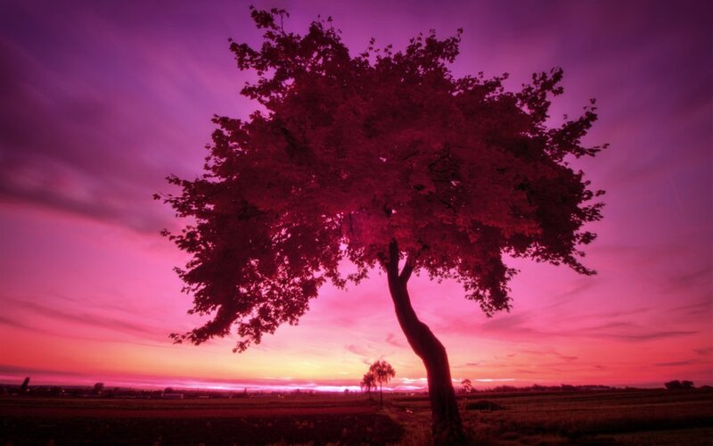 Solitary Tree at Sunset — Purple, Dramatic, Photograph, Sky
