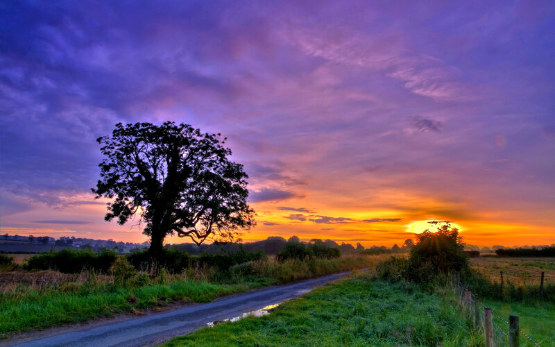 Solitary Tree at Sunset — Purple, Dramatic
