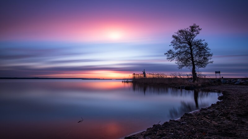 Solitary Tree at Sunset — Purple, Serene