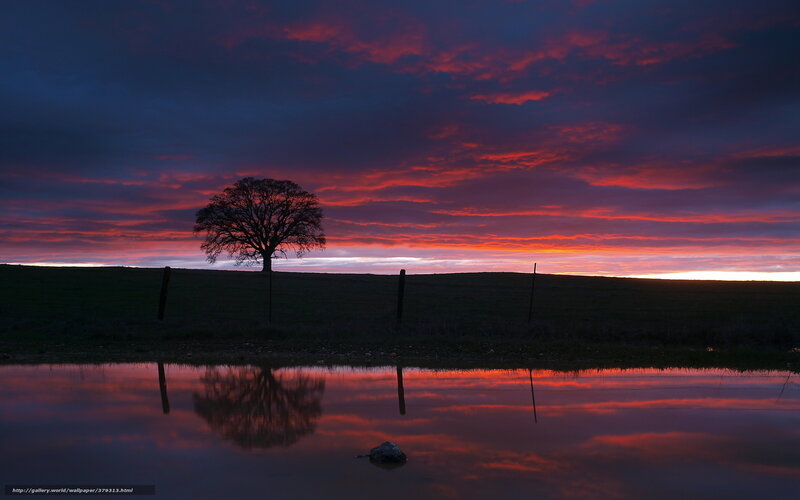 Solitary Tree at Sunset — Red, Dramatic, Photograph