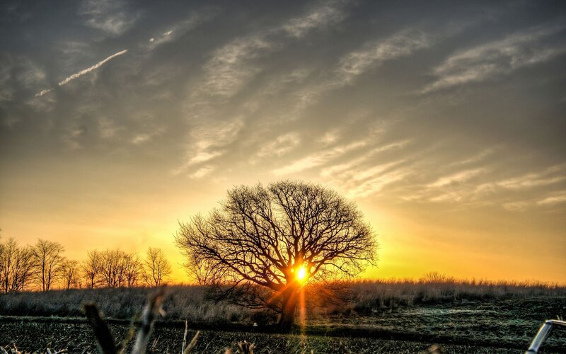 Solitary Tree at Sunset — Yellow, Dramatic
