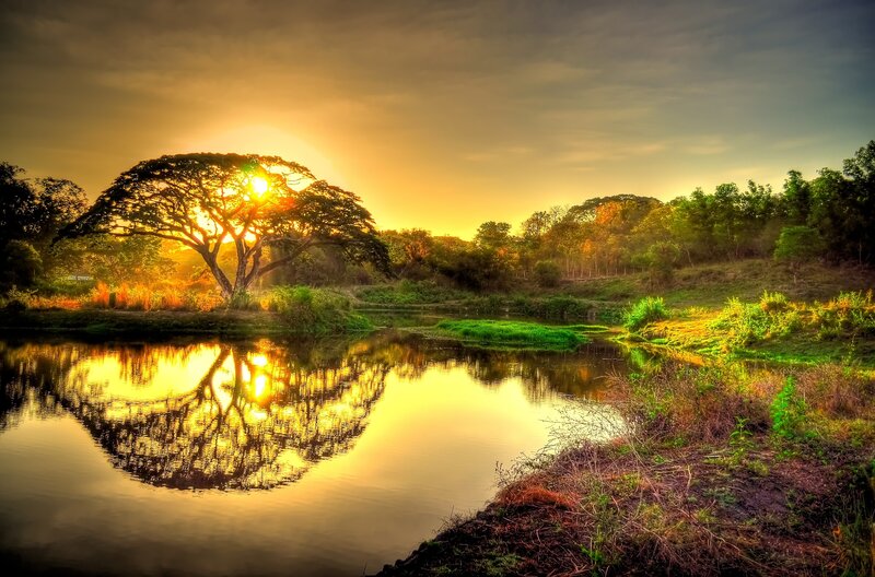 Solitary Tree at Sunset — Yellow, Serene