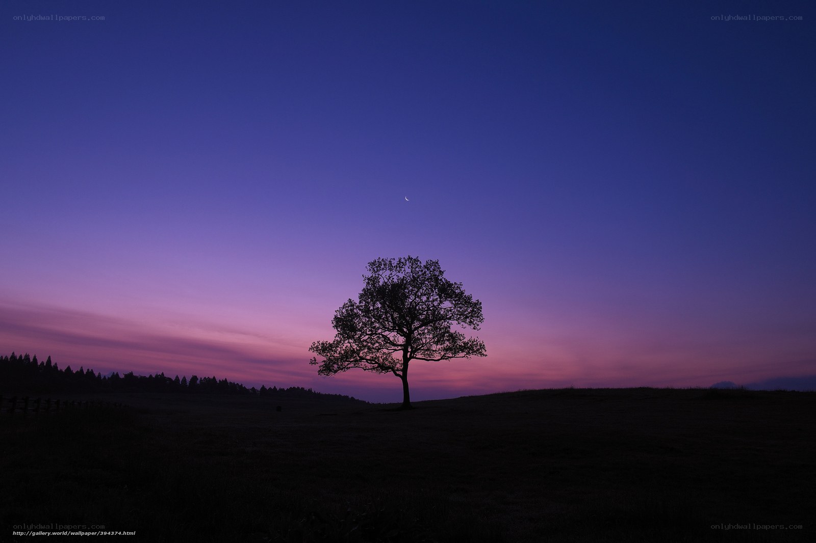 Solitary tree at twilight