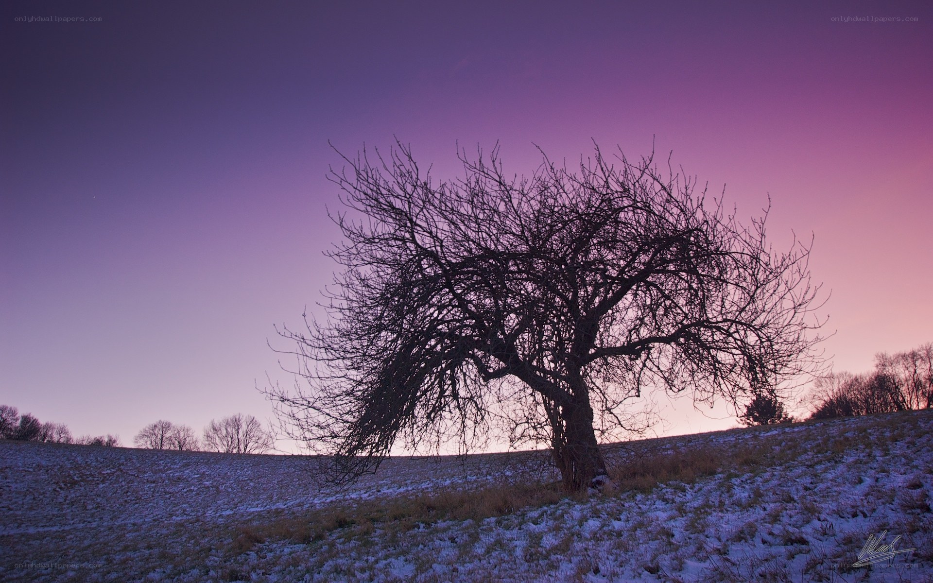 Solitary tree at twilight