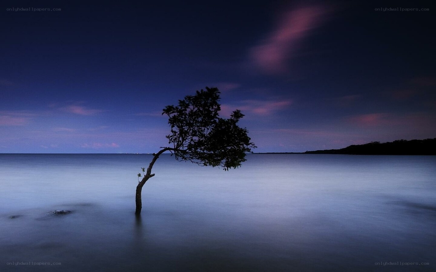 solitary tree at twilight