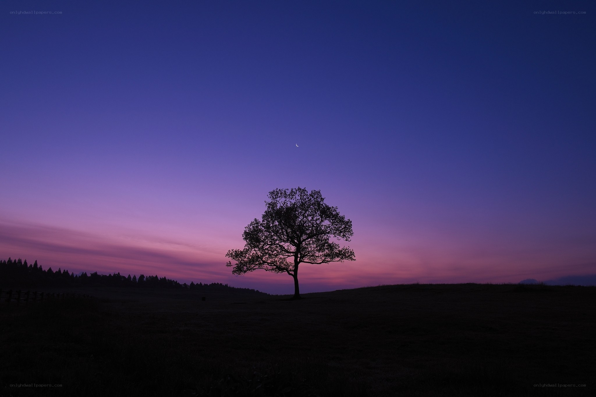 solitary tree at twilight