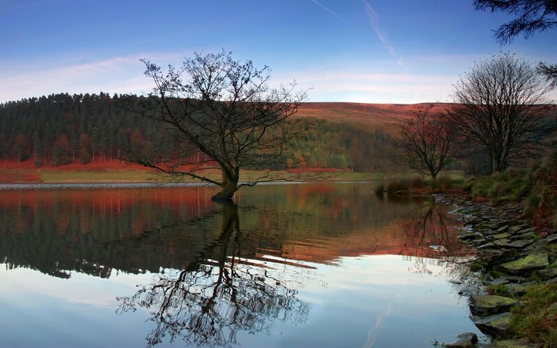 Solitary tree by a calm lake