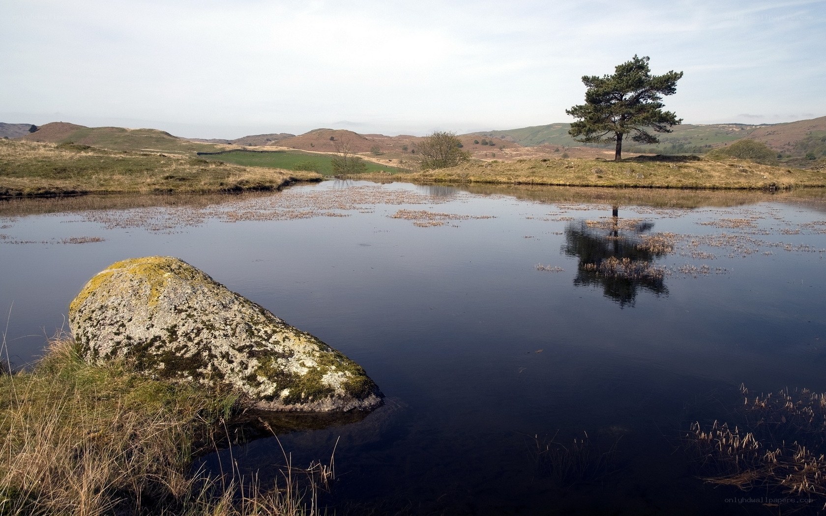 Solitary tree by a calm pond