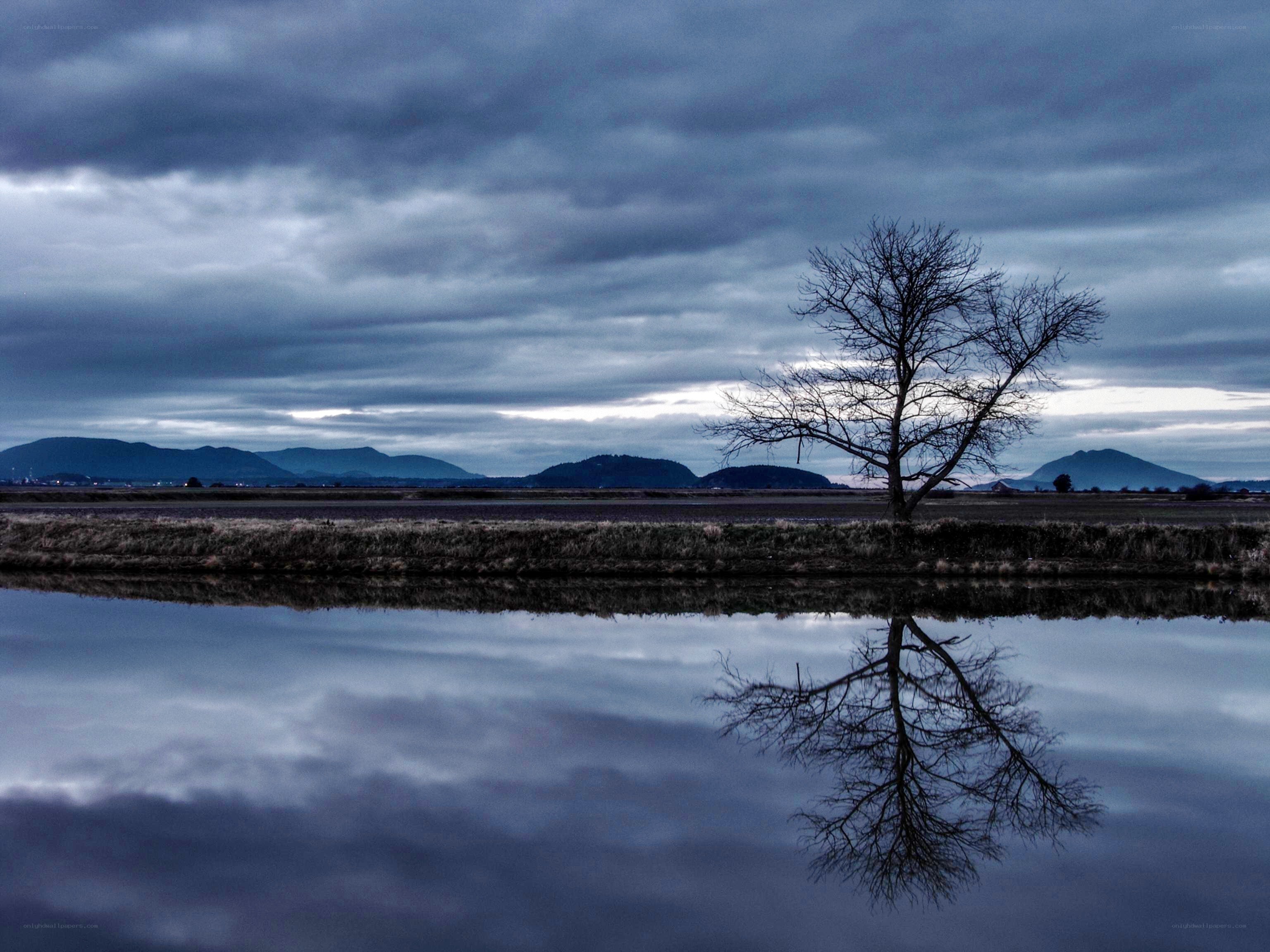 Solitary tree by a calm river
