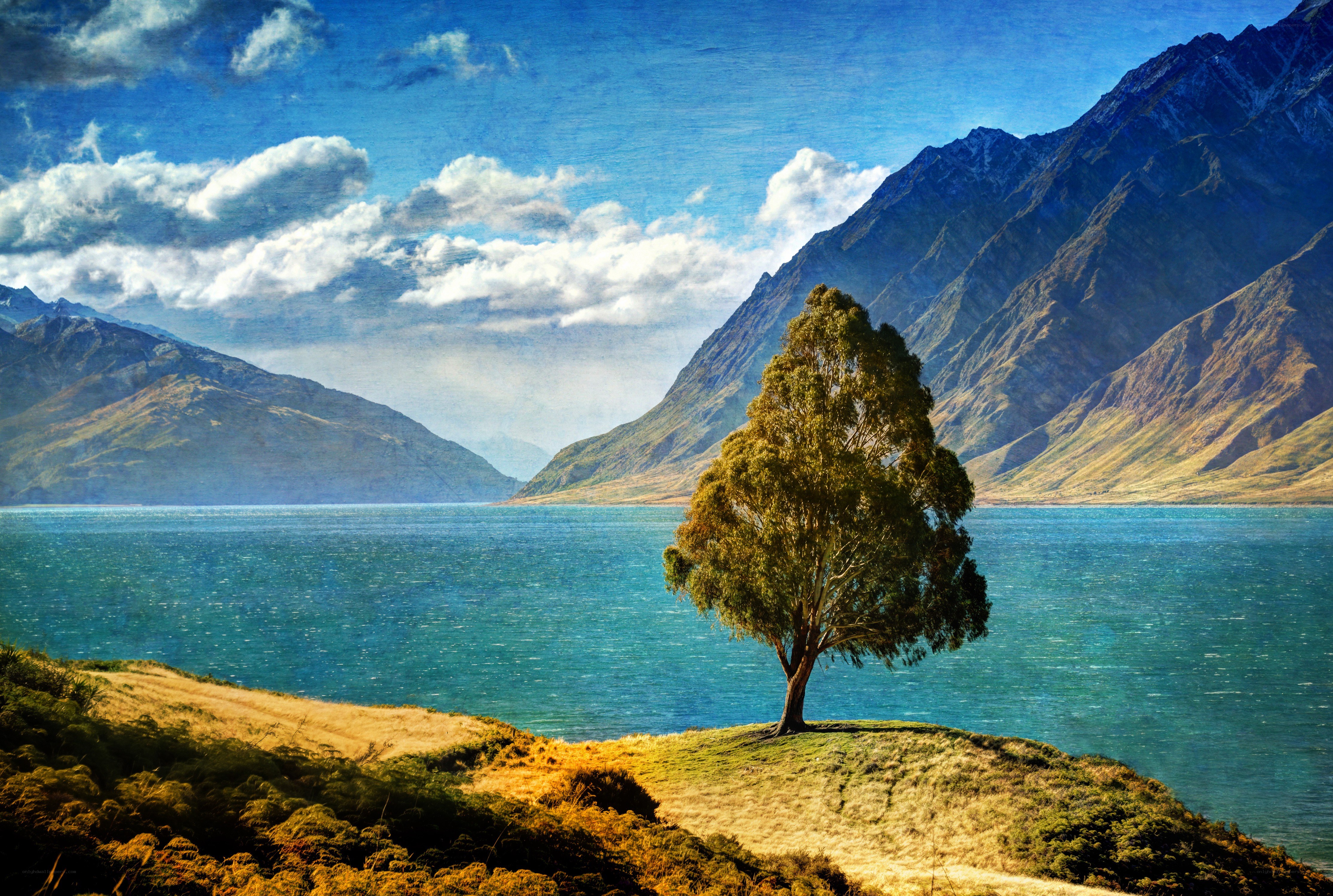 solitary tree by a lake