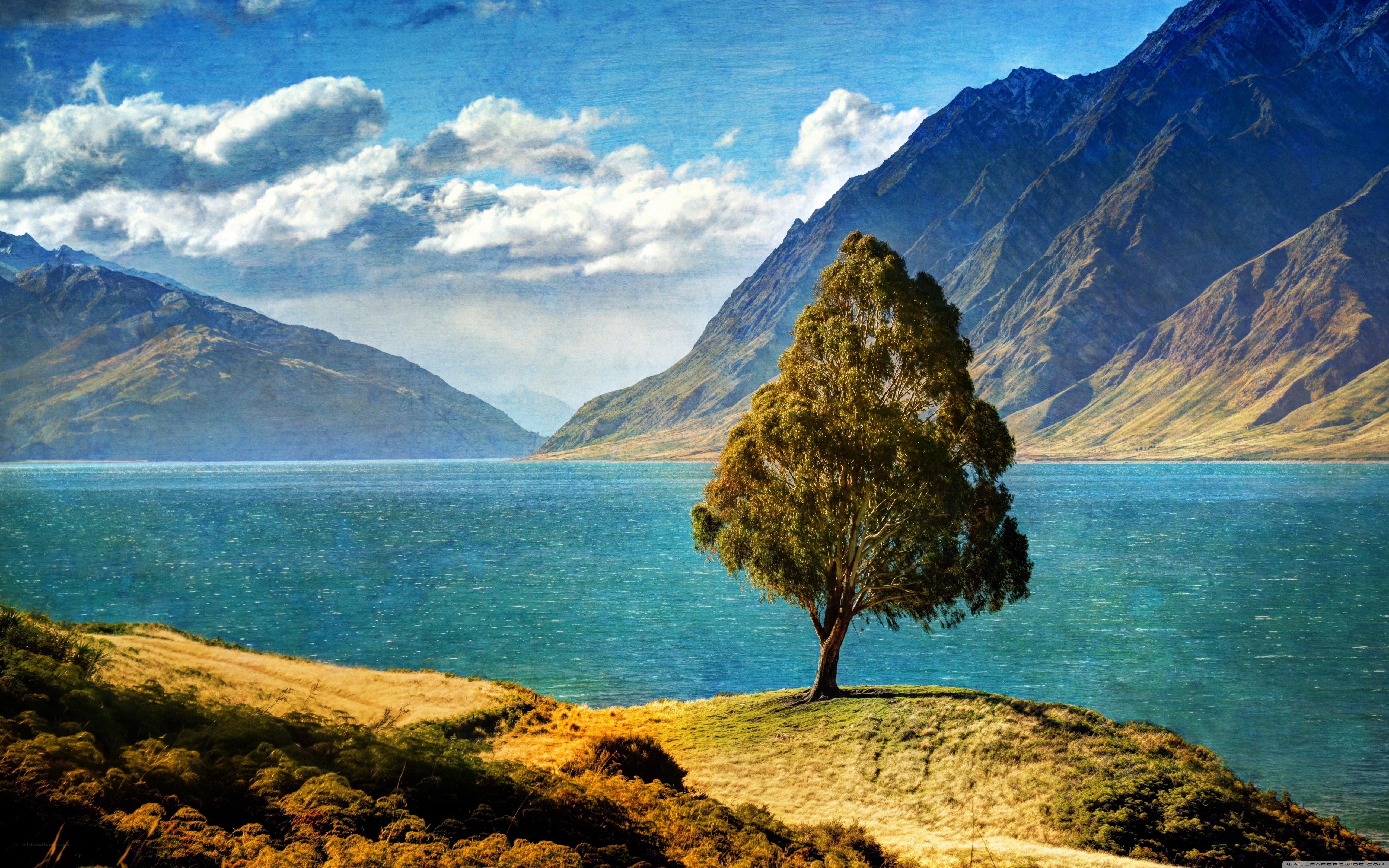 solitary tree by a lake
