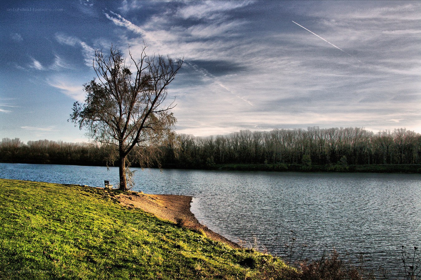Solitary tree by a lake