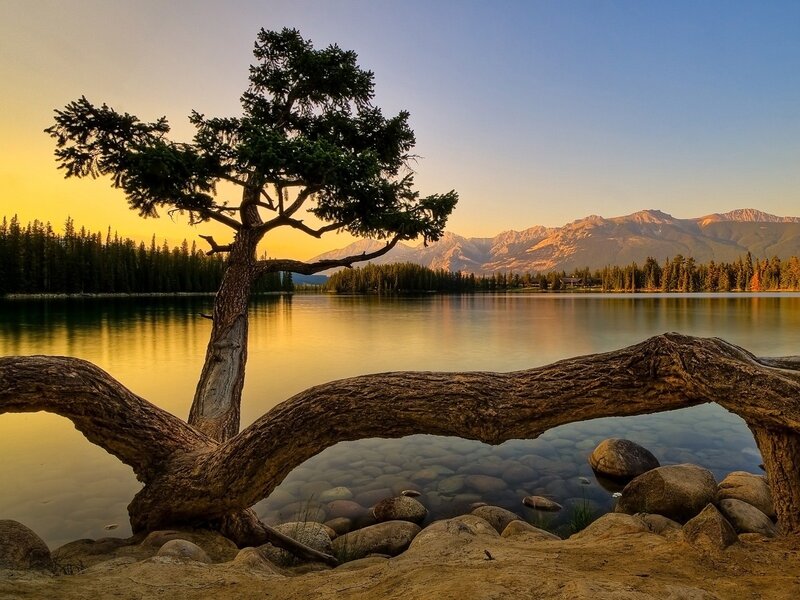 Solitary tree by a lake at sunset