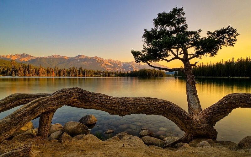 Solitary tree by a lake at sunset