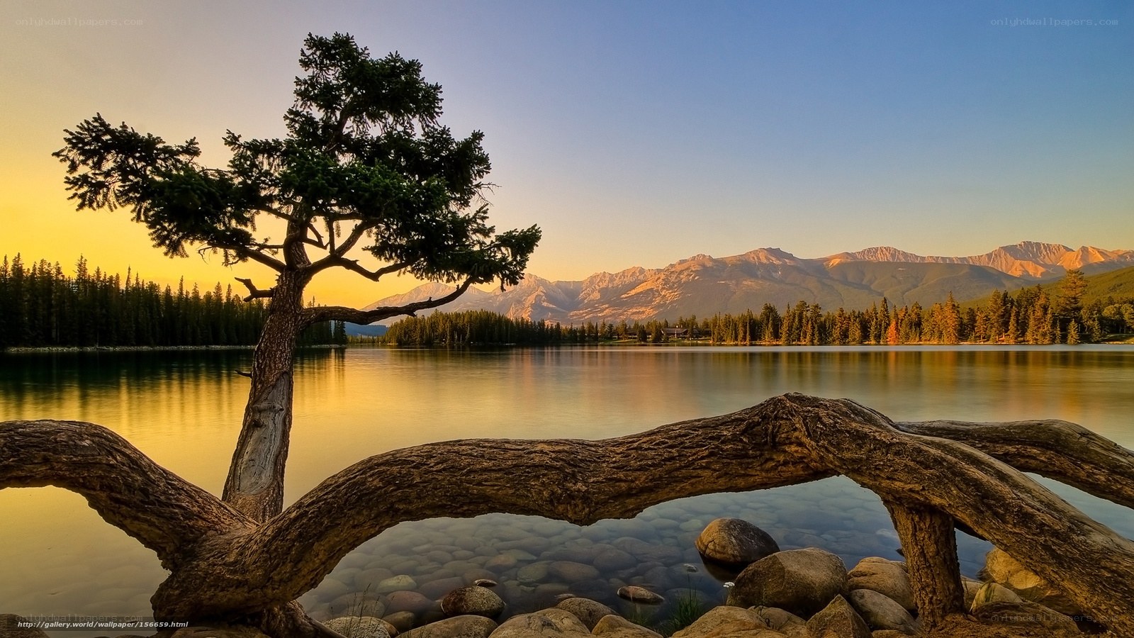 Solitary tree by a lake at sunset