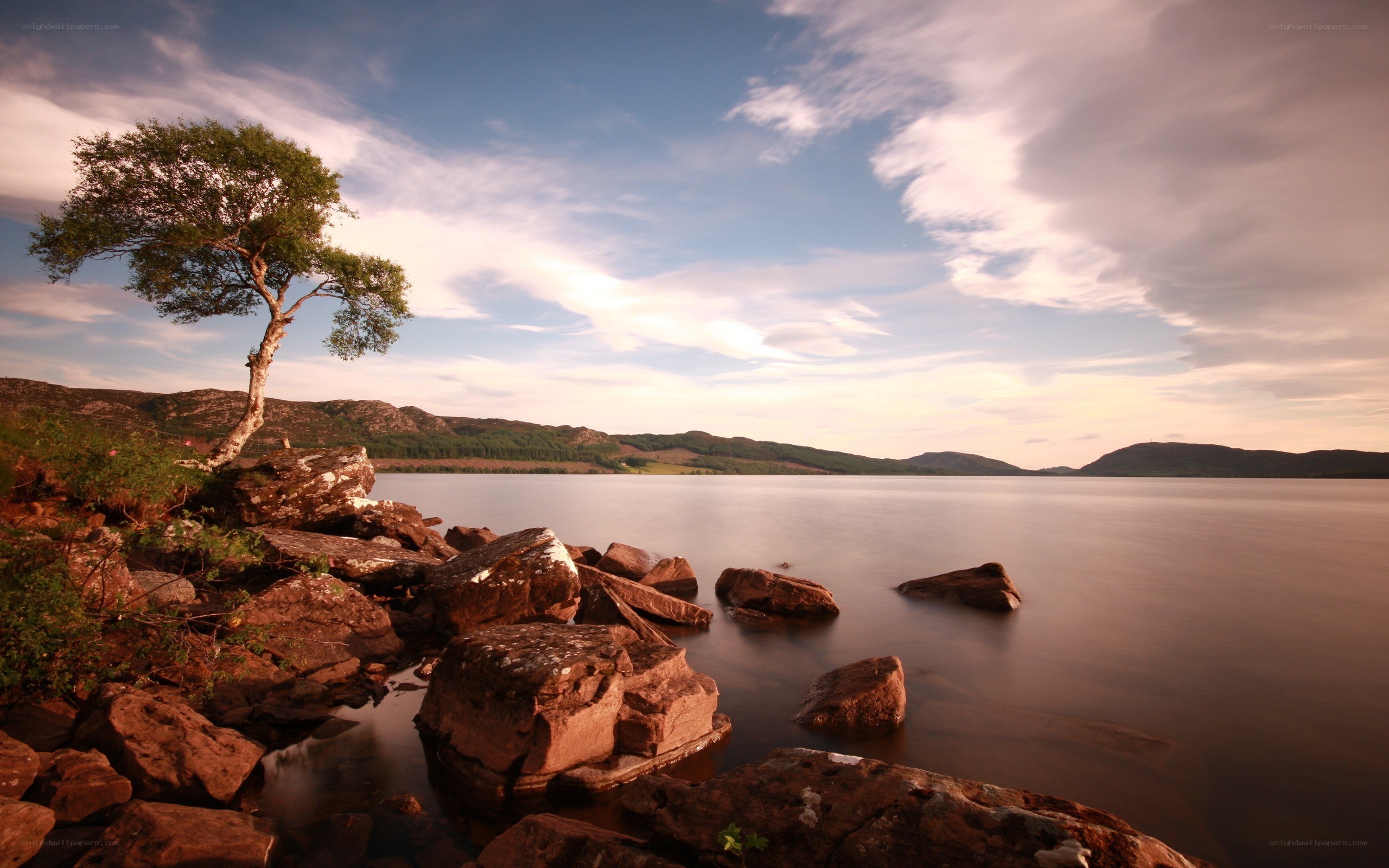 Solitary tree by a lake