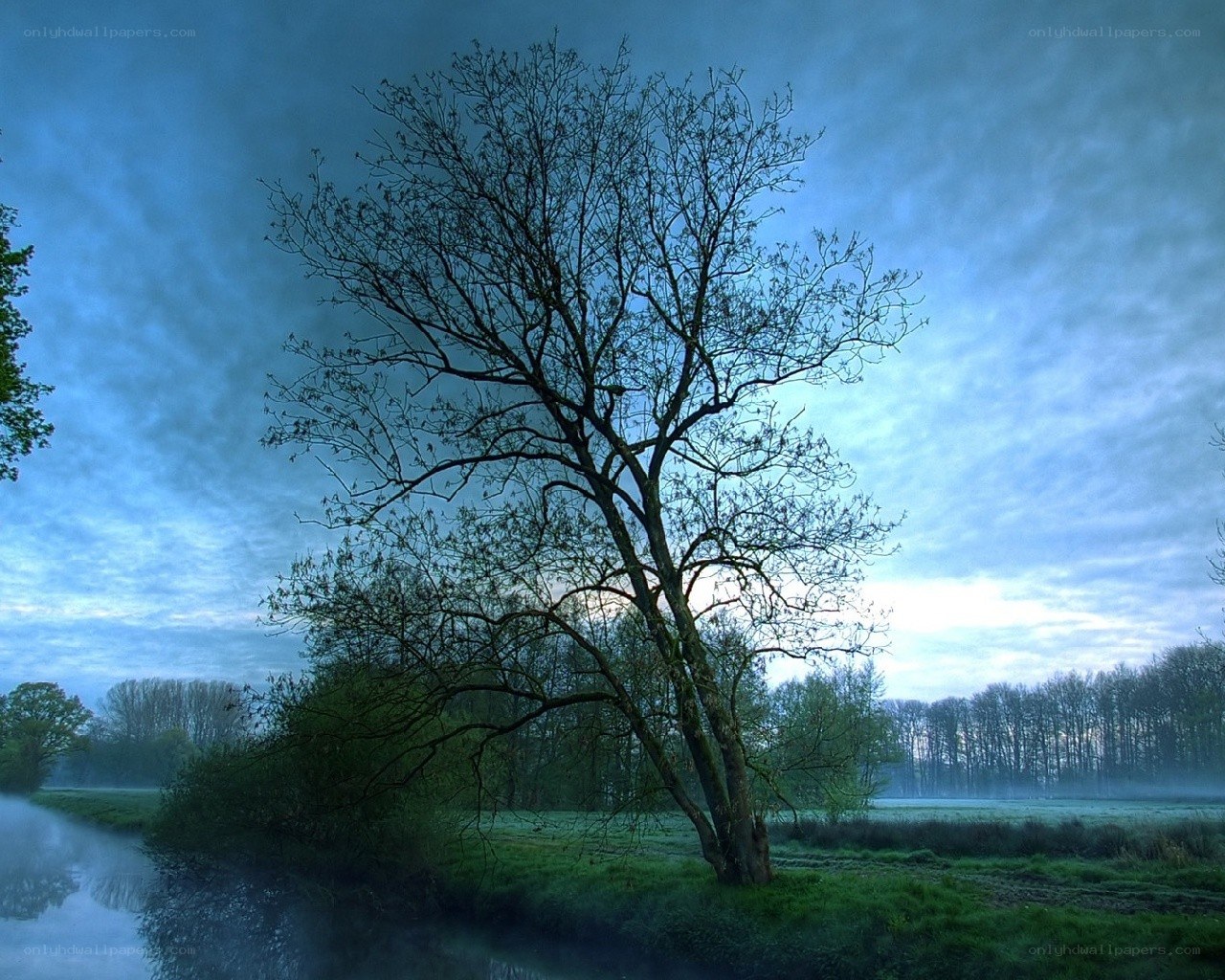 Solitary tree by a misty river