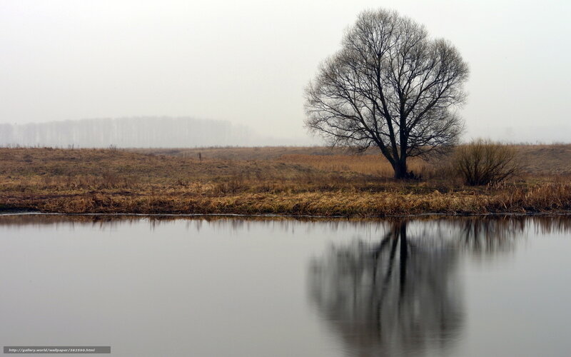 Solitary tree by a misty river