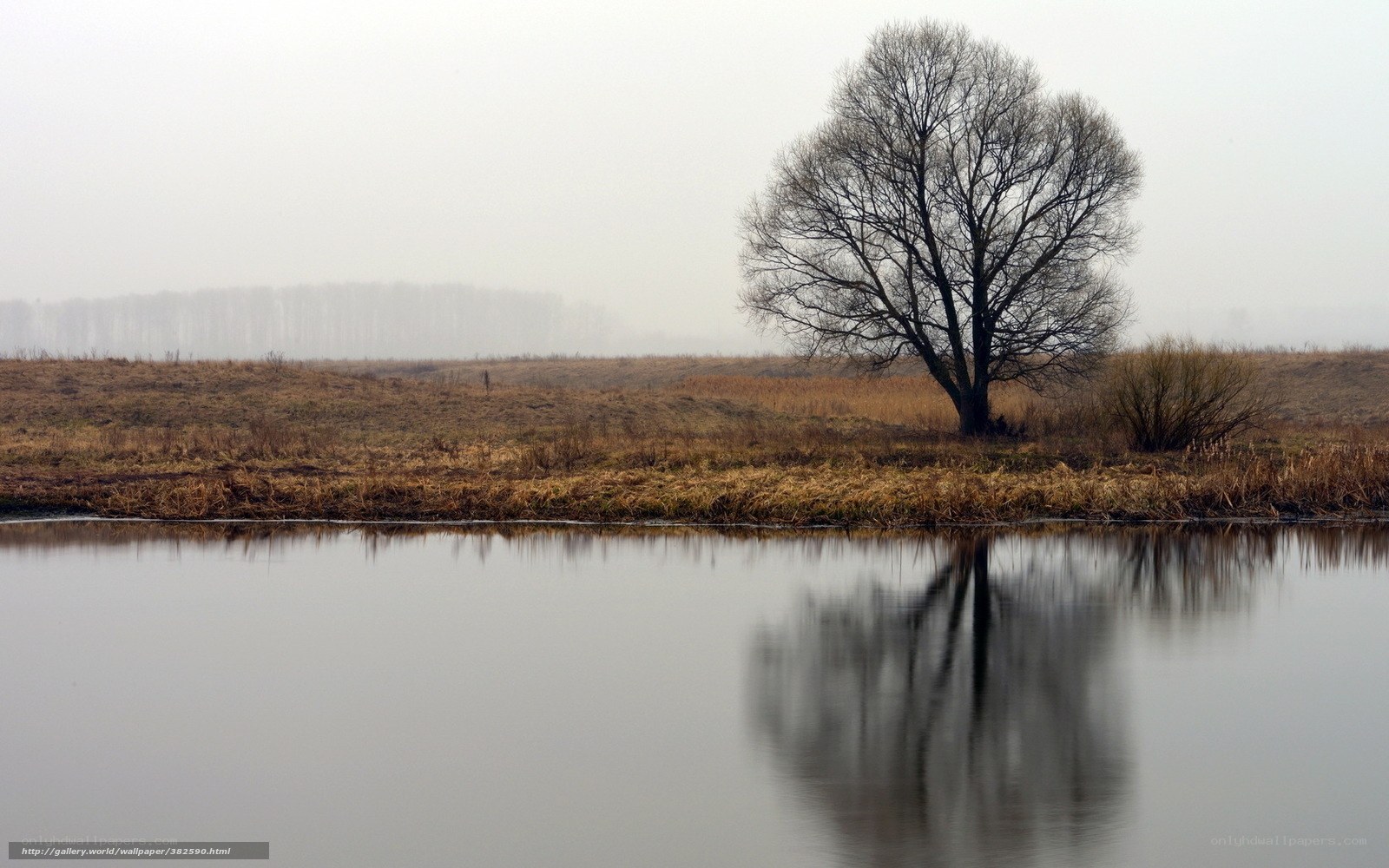 Solitary tree by a misty river