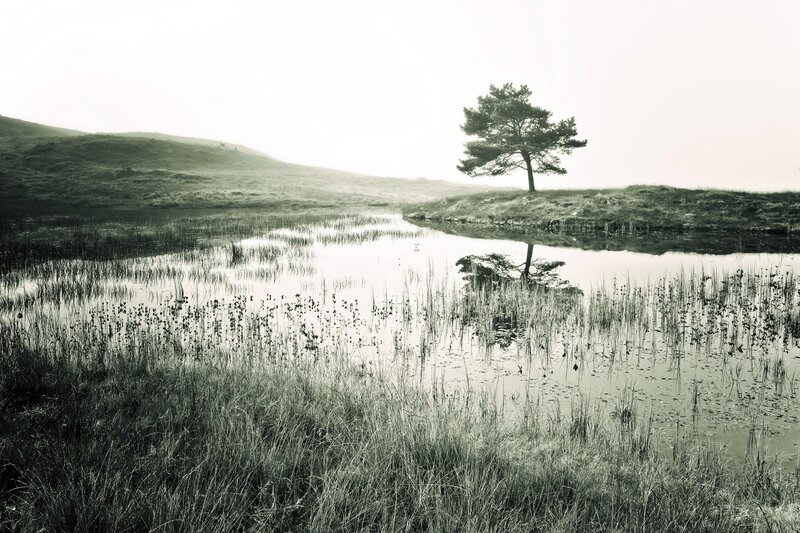 solitary tree by a pond