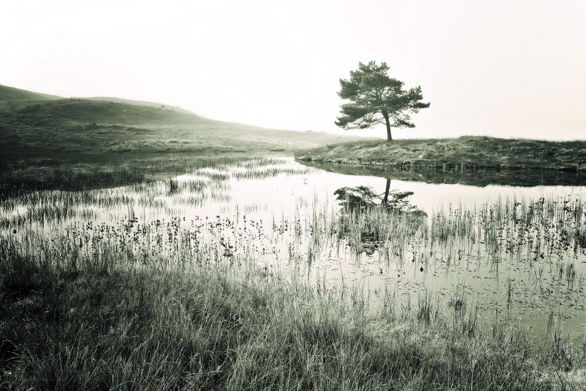 solitary tree by a pond