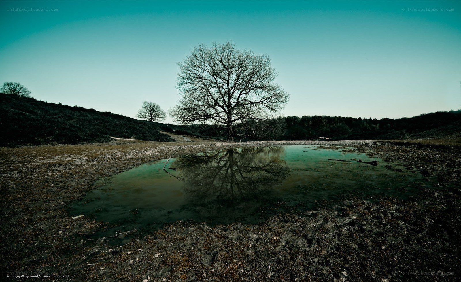 Solitary tree by a pond