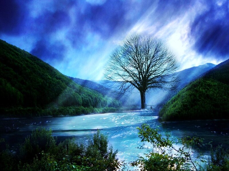 Solitary tree by a river