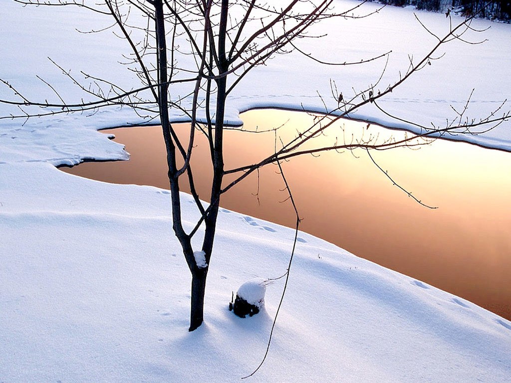 Solitary tree by a river at sunset
