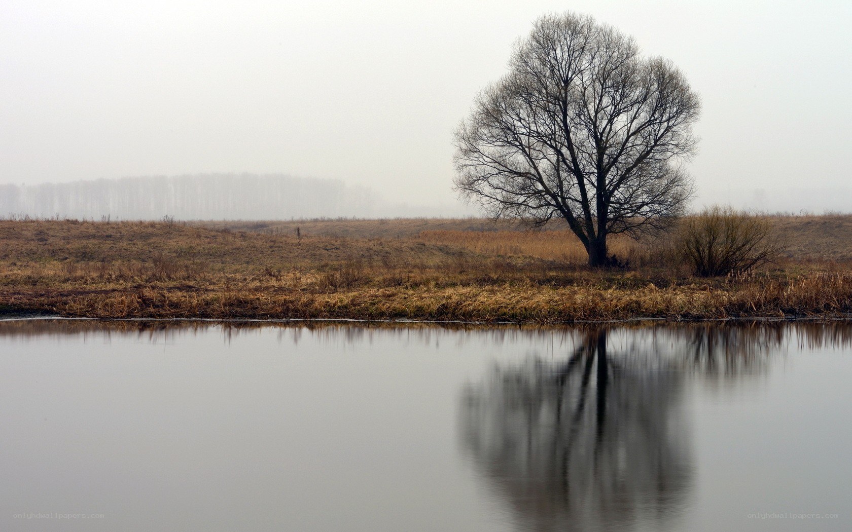 solitary tree by a river