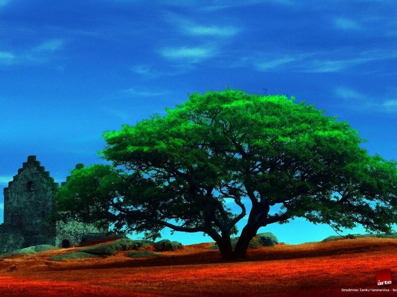 Solitary tree by castle ruins