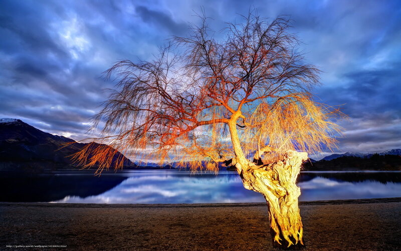Solitary Tree by Lake — Blue, Dramatic, Sunset, Photograph, Mountains