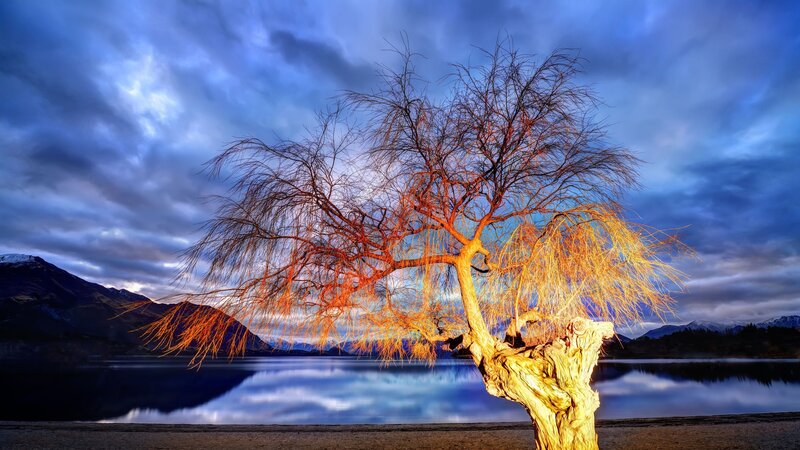 Solitary Tree by Lake — Blue, Dramatic, Sunset, Photograph