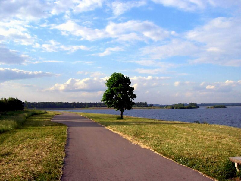 Solitary Tree by Lake — Blue, Serene, Afternoon
