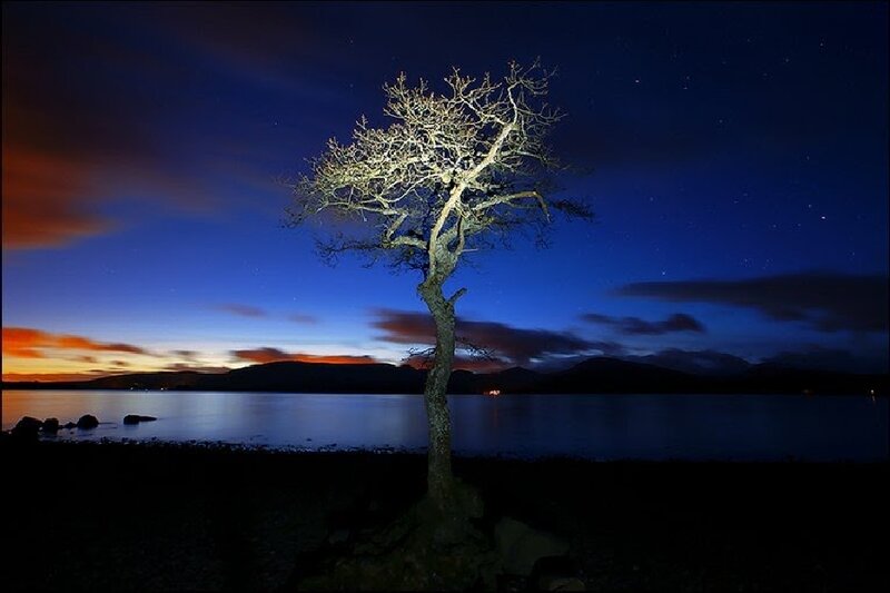 Solitary Tree by Lake — Blue, Serene, Night