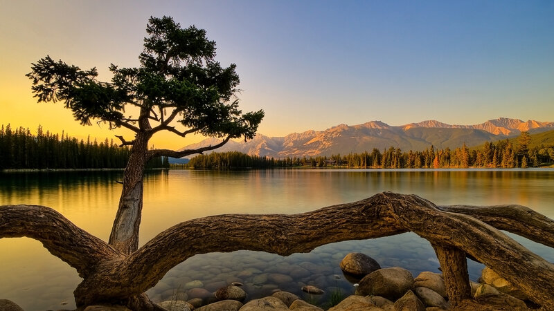 Solitary Tree by Lake — Blue, Serene, Sunset, Photograph, Mountains, Forest, Fallen Log