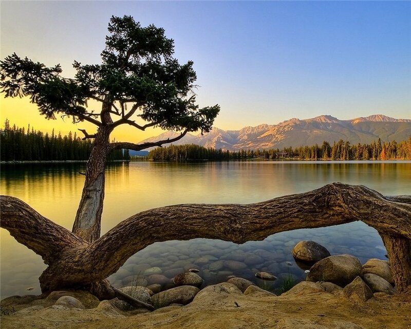 Solitary Tree by Lake — Blue, Serene