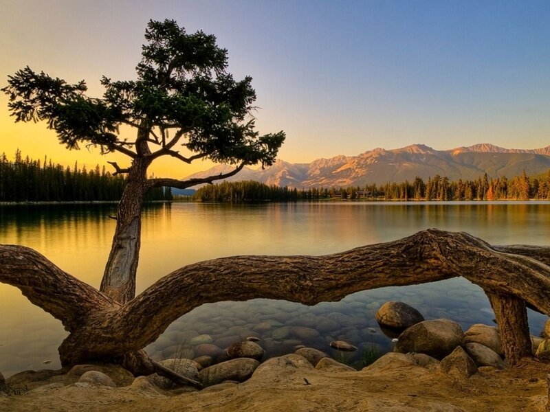 Solitary Tree by Lake — Blue